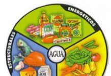 Los Nutrientes Básicos