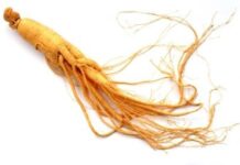 El Ginseng PANAX perfecto para Batidos