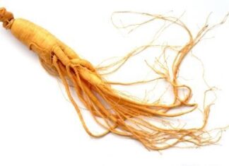 El Ginseng PANAX perfecto para Batidos