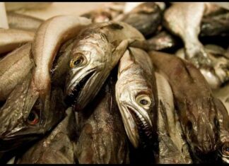 Cómo conservar el marisco fresco